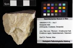 Foto (Objket + Etiketten) von Decapoda indet. 